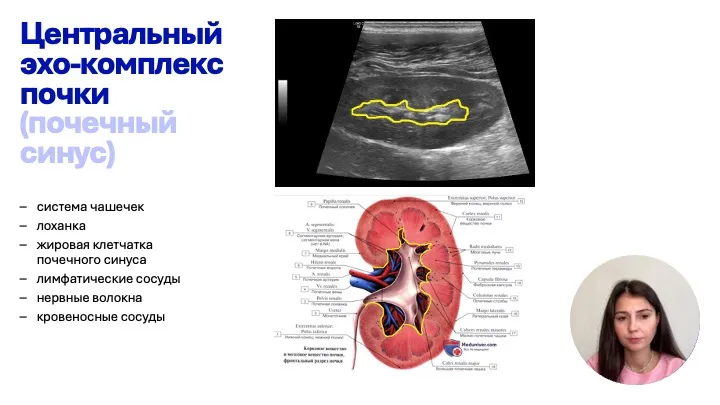 Почки, мочеточники и мочевой пузырь в норме